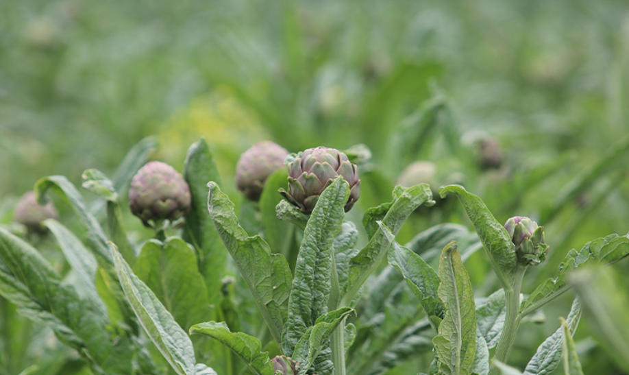 Taze Hasanağa Enginarı